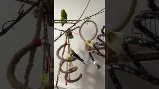 Обустраиваем игровой стенд для попугаев🦜😊❤️