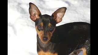Pinscher o perfil da raça #shorts