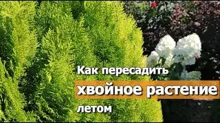 Пересадка хвойного растения ЛЕТОМ! | Как пересадить хвойное, правила и особенности пересадки летом