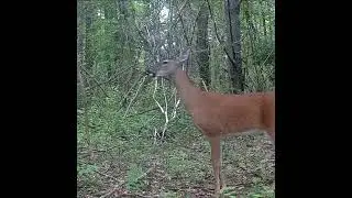 Deer at the Licking Stick