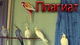 Попугаи Нимфа - Корелла Плагиат и воровство фотографий