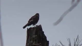 Immature Male Sharp-shinned Hawk