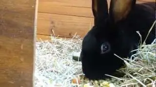 Velvet the Rex Bunny