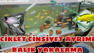 Cichlid Fish Sex Discrimination 100% Accuracy