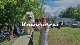Монопородная выставка самоедов ранга КЧК «Летние встречи на берегах Тезы»