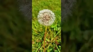 О БЕДНЫЙ ТВОЙ ПРОБЛЕМА РЕШЕНО. КЛЮЧИ ЗНАНИЯ #куръон #топ #огород #модар #теплица #ислам