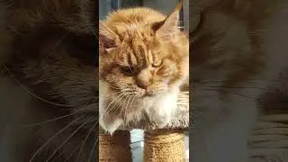 Семья кота Джокера Красавица Тиффани #cat #mainecoon