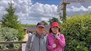 70대 부부의 영국 라벤더밭 나들이