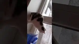 Моська охота на птичек 2