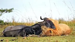 Lion Attack Wildebeest In The Wild