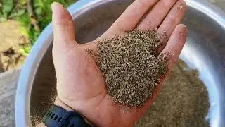 Зачем Голландские СЕМЕНА покрывают разноцветной краской! А свои семена всегда лучше!