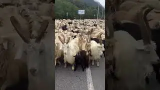 Ваши бывшие вас ждут😂 Отмечайте бывшего на видео😎#природа #животные #горы #осетия  #Владикавказ