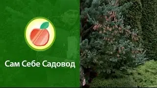 Две ели на одном корне