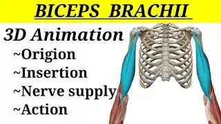 Biceps Brachii muscle || 3D anatomy || Upper limb || MedCracker ||