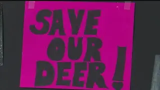 Efforts to stop culling of Mill Creek deer continue