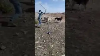 +18__Разрешения между саги дахмарда и алабай. Kangal attacks.