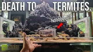 How I Accidentally Killed My Termites (Full ANT ROOM Update)