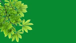 tree branch moving green screen | green screen tree leaves effect | autumn leaves green screen video
