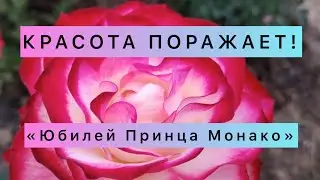 Роза «Юбилей Принца Монако» В САМОЕ ❤️
