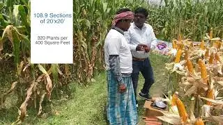 Sheena Seeds - GURU 99 - Hybrid Maize - Quli Mohammed, Uttar Dinajpur
