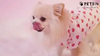 PETSIN | Animale felice, vita felice