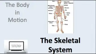 PDHPE preliminary - The Body In Motion - Skeletal System