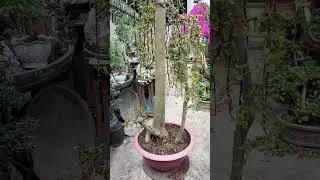 Duối giao lưu cả nhà LH 0366169369 zalo