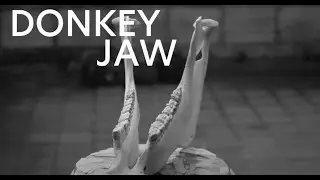 Get Authentic -  Donkey Jaw with Juan - Episode 2