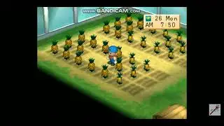 let's harvest the pineapple's #harvestmoon #harvestmoonbtn #ps1