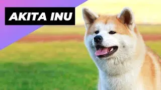 Akita Inu 🐶 One Of The Best Cold-Weather Dog Breeds 