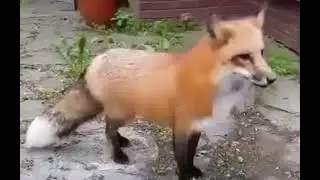 Perfectly Cut Fox