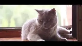Шотландская кошечка. Кличка Мафи. Тест объектива