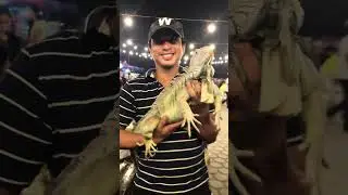 Random videos compilation