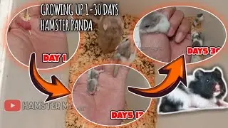 baby hamster panda growing up 1-30 days | syrian hamster