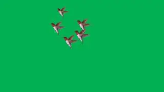 bird Green Screen│Motion Graphic Transitions│Green Screen│OBS