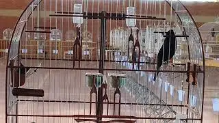 Bicudo Bradoock, um fenômeno nas rodas de fibra do Brasil! 