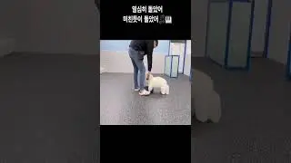 Hilarious Doggy Workout! She Can't Stop Spinning😂🐶