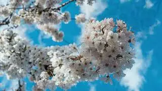 Я тихо гитару кладу на колени (стерео)