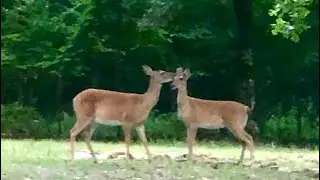 ❤️🌺🦌: ОЛЕНИ пришли прямо к дому! Моя дача в Индейской Резервации CHOCTAW ❤️🦌🌺 США Горы Оклахомы