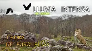 🎧  1 HORA con el sonido de la LLUVIA 🌧️ en plena NATURALEZA del País vasco.