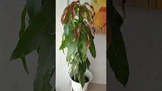 How a mango grew from a seed in 3 years