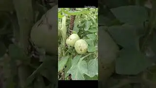 Всë как у всех😉