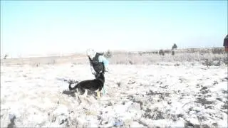 Обояси Грация, базовый уровень подготовки по общему курсу послушания
