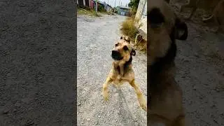 Встречают родные 🐶 #youtubeshorts #dog #собака #shortvideo #shorts #video
