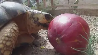 Tortoise Fun!