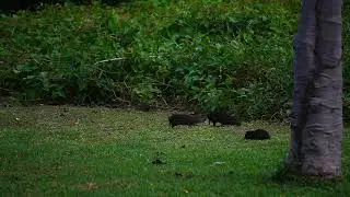 Um monte de preá pós fogo no Pantanal
