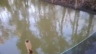 fish project