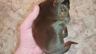 щенки добермана 8 дней.