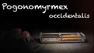 Муравьи Pogonomyrmex occidentalis//Часть 1