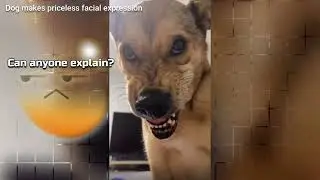 Funny Cats and Dogs Pranks and Reactions